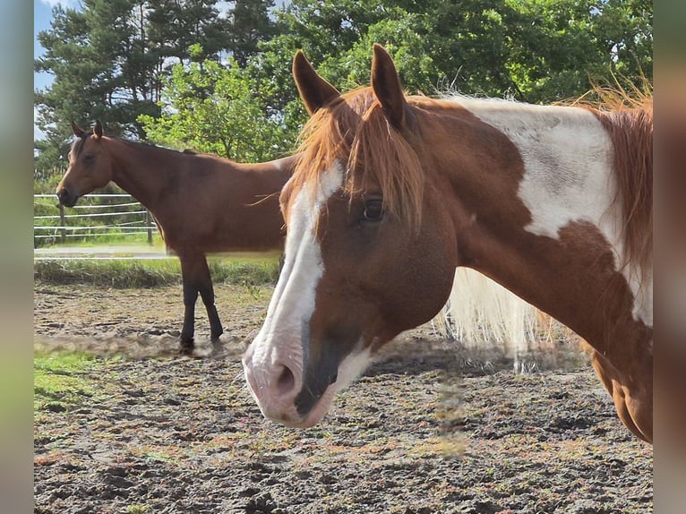 American Paint Horse Giumenta 14 Anni 153 cm Pezzato in Aken