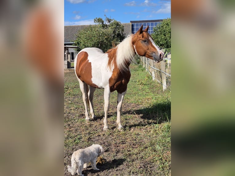 American Paint Horse Giumenta 14 Anni 153 cm Pezzato in Aken