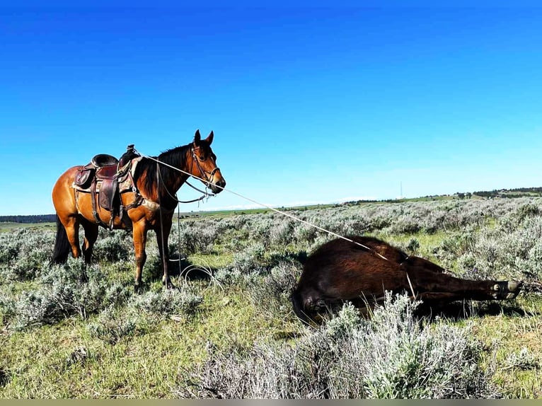 American Paint Horse Giumenta 14 Anni 155 cm Baio ciliegia in Huntley
