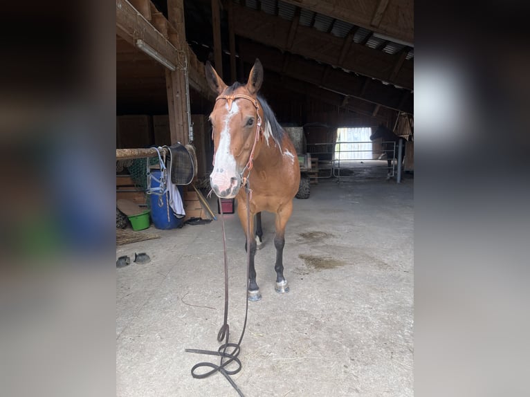 American Paint Horse Giumenta 14 Anni 155 cm Overo-tutti i colori in Bonndorf im Schwarzwald