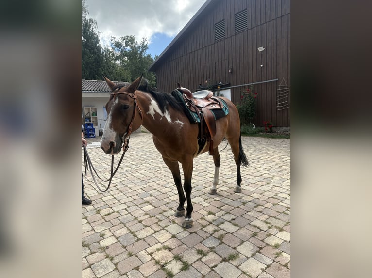 American Paint Horse Giumenta 14 Anni 155 cm Overo-tutti i colori in Bonndorf im Schwarzwald