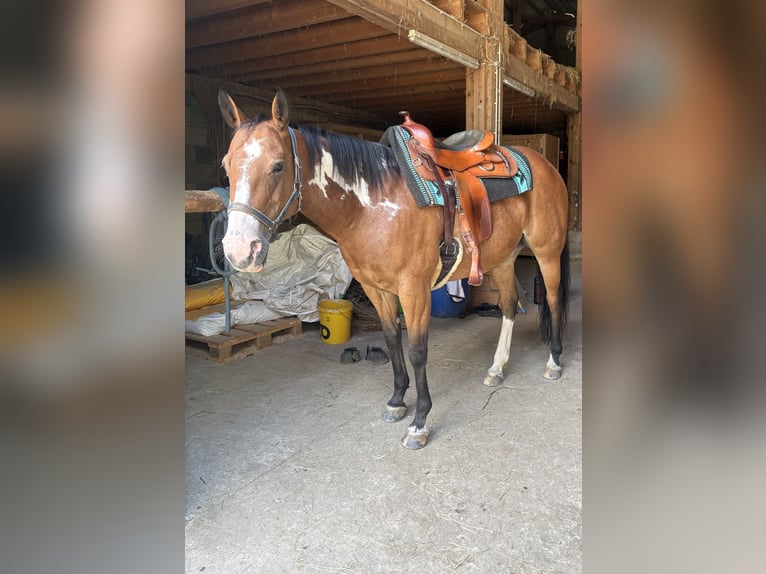 American Paint Horse Giumenta 14 Anni 155 cm Overo-tutti i colori in Bonndorf im Schwarzwald