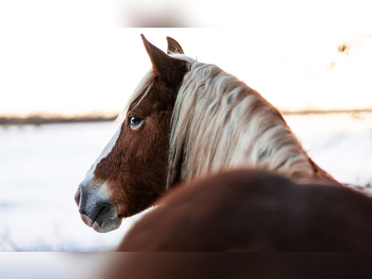 American Paint Horse Mix Giumenta 14 Anni 157 cm Sauro in Gransee