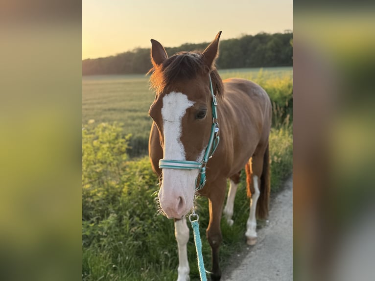 American Paint Horse Giumenta 14 Anni 160 cm Overo-tutti i colori in Goslar HahndorfGoslar