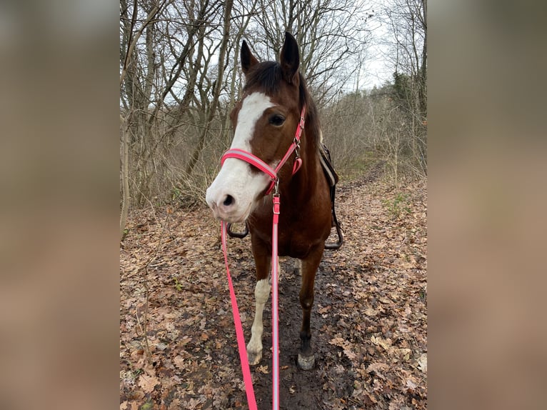 American Paint Horse Giumenta 14 Anni 160 cm Overo-tutti i colori in Goslar HahndorfGoslar