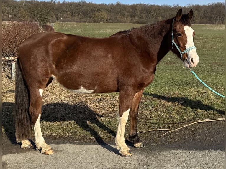 American Paint Horse Giumenta 14 Anni 160 cm Overo-tutti i colori in Goslar HahndorfGoslar