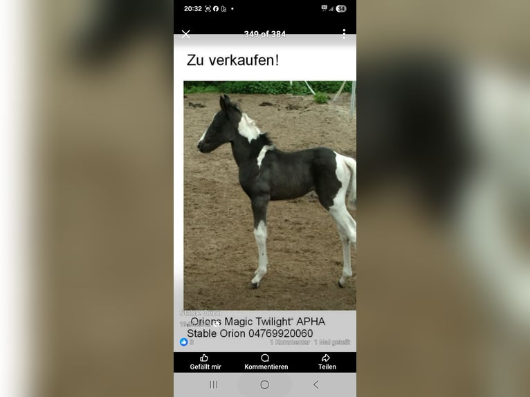 American Paint Horse Giumenta 14 Anni Tobiano-tutti i colori in Linau