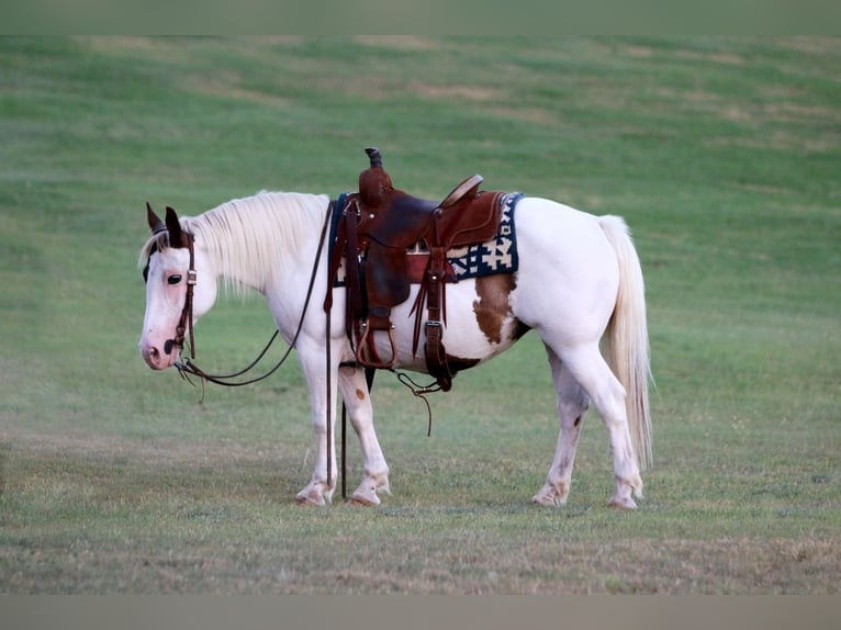 American Paint Horse Giumenta 14 Anni Tobiano-tutti i colori in Stephenville TX