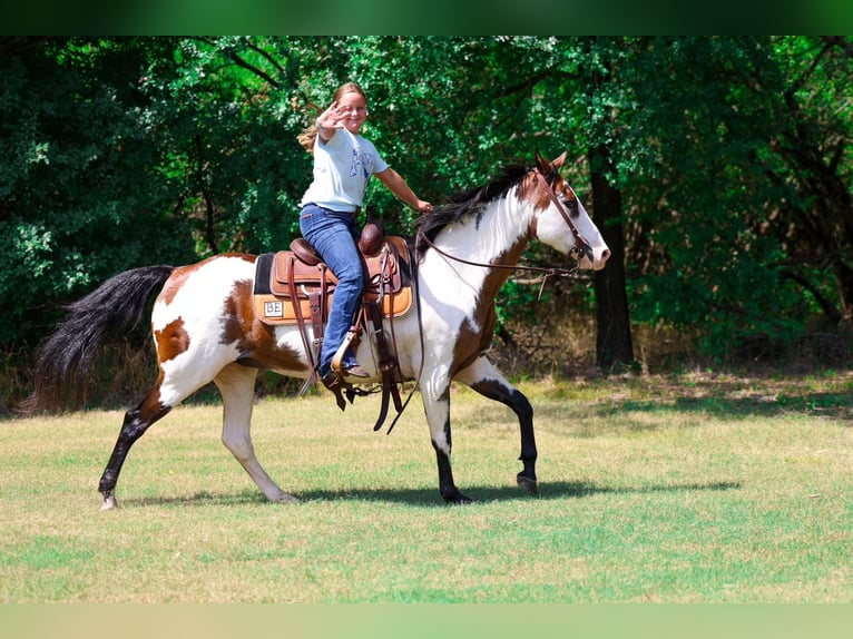 American Paint Horse Giumenta 15 Anni 142 cm Overo-tutti i colori in Terrell