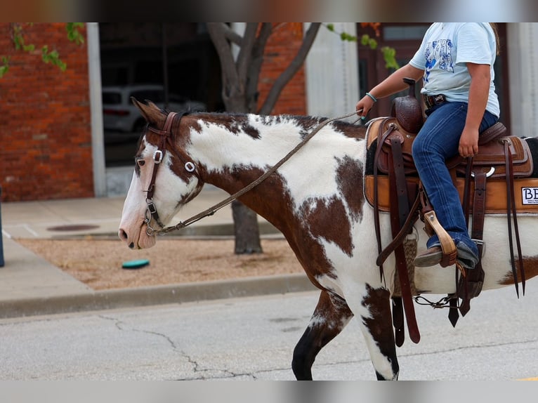American Paint Horse Giumenta 15 Anni 142 cm Overo-tutti i colori in Terrell