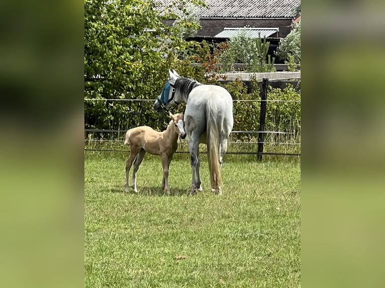 American Paint Horse Giumenta 15 Anni 147 cm Grigio in Breda