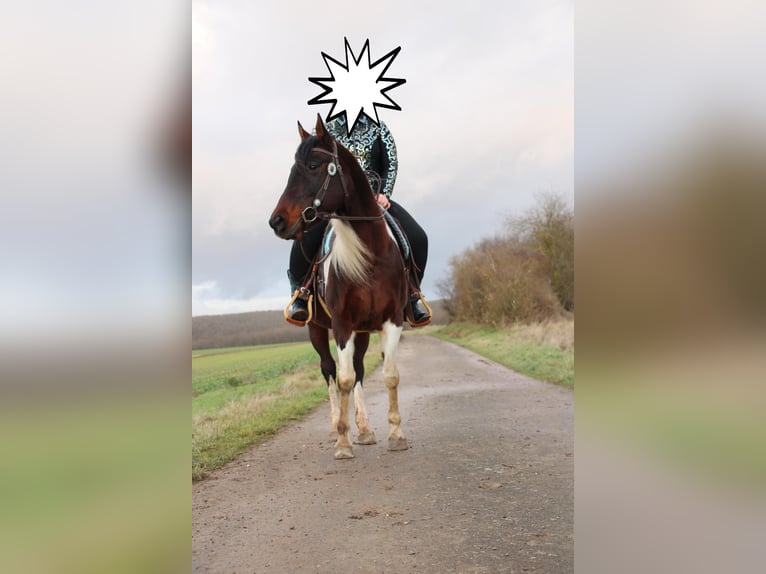 American Paint Horse Mix Giumenta 15 Anni 153 cm Pezzato in Monzingen