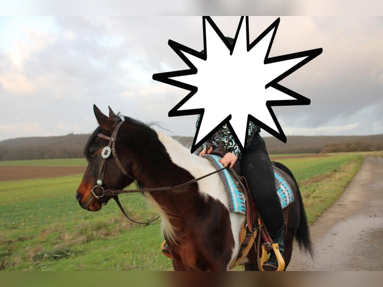 American Paint Horse Mix Giumenta 15 Anni 153 cm Pezzato in Monzingen