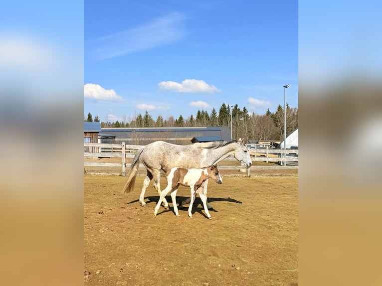 American Paint Horse Giumenta 15 Anni 153 cm Tobiano-tutti i colori in Elterlein