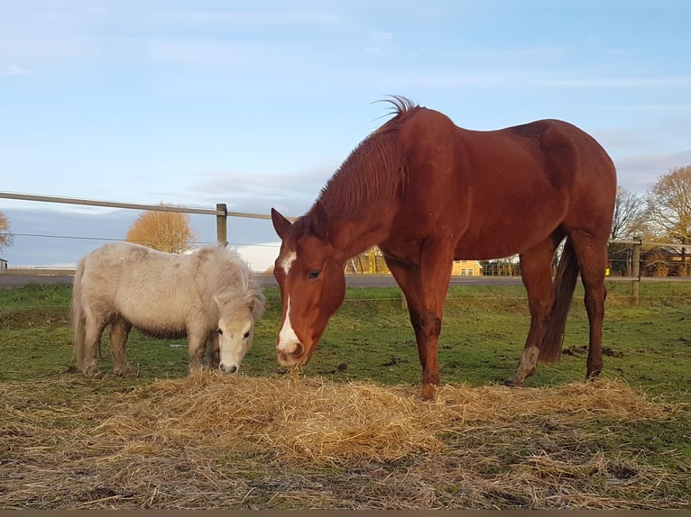 American Paint Horse Giumenta 15 Anni 156 cm Sauro in Itterbeck