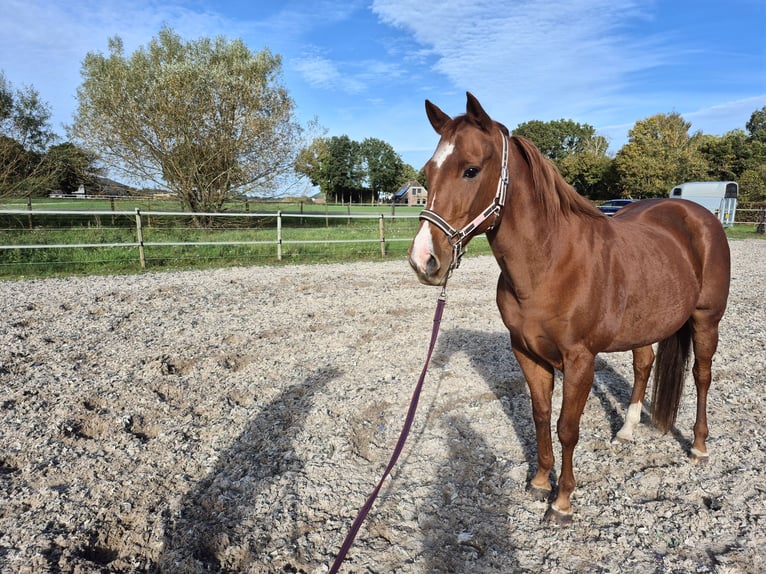 American Paint Horse Giumenta 15 Anni 156 cm Sauro in Itterbeck