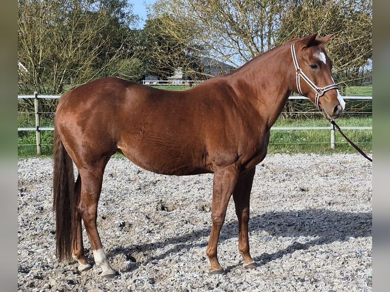American Paint Horse Giumenta 15 Anni 156 cm Sauro in Itterbeck