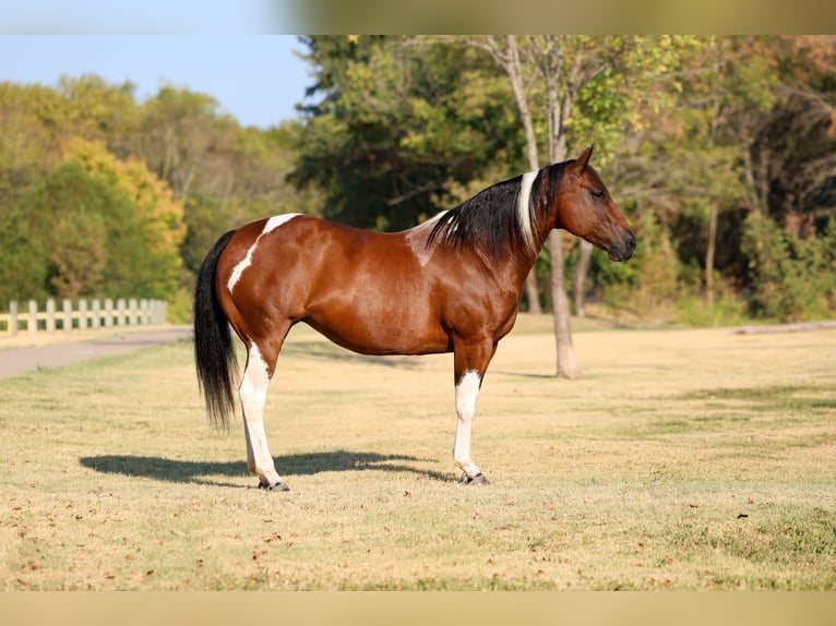 American Paint Horse Giumenta 15 Anni Pezzato in Terrell