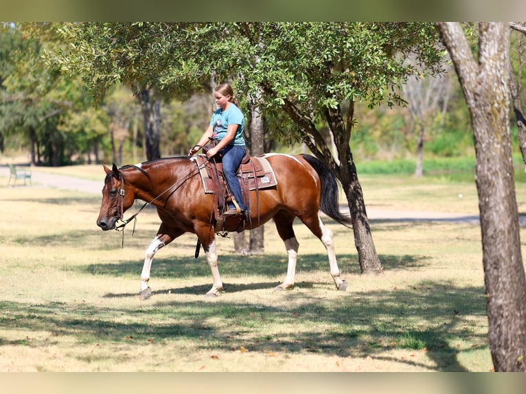 American Paint Horse Giumenta 15 Anni Pezzato in Terrell