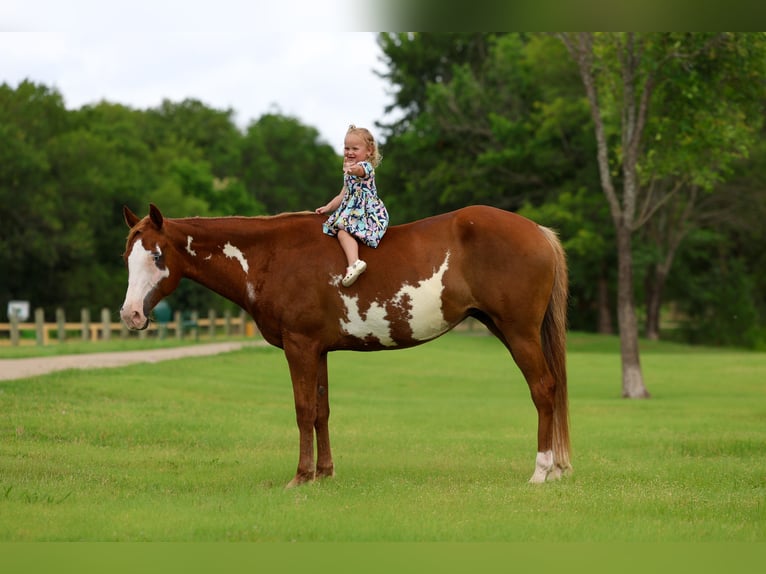American Paint Horse Giumenta 15 Anni Pezzato in Forney