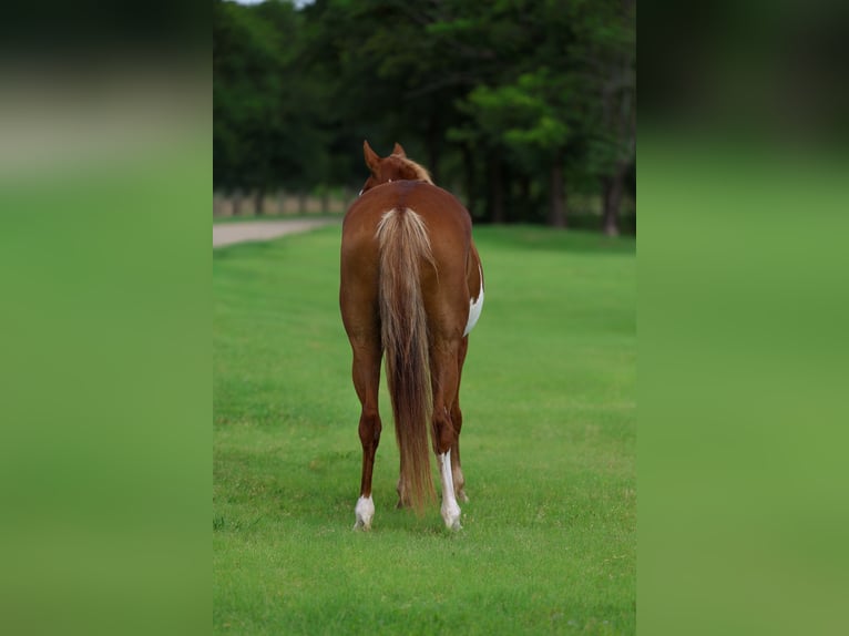 American Paint Horse Giumenta 15 Anni Pezzato in Forney