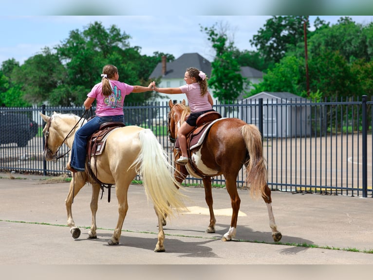 American Paint Horse Giumenta 15 Anni Pezzato in Forney