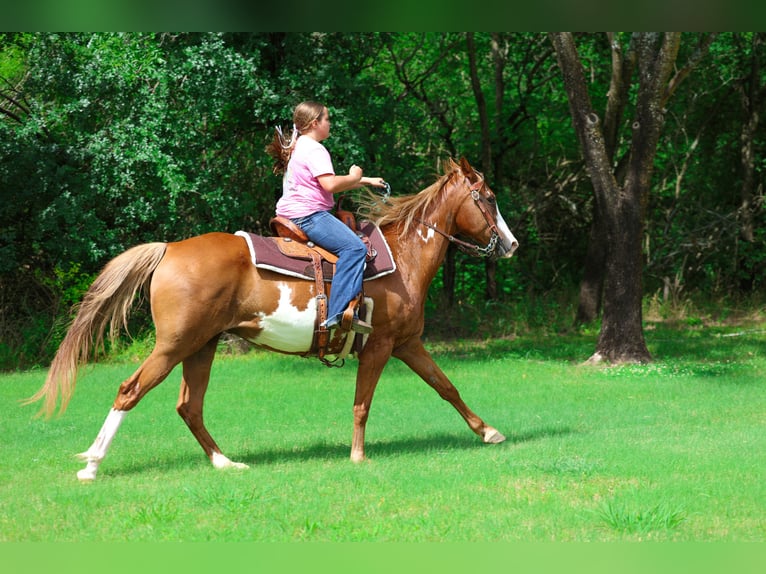 American Paint Horse Giumenta 15 Anni Pezzato in Forney