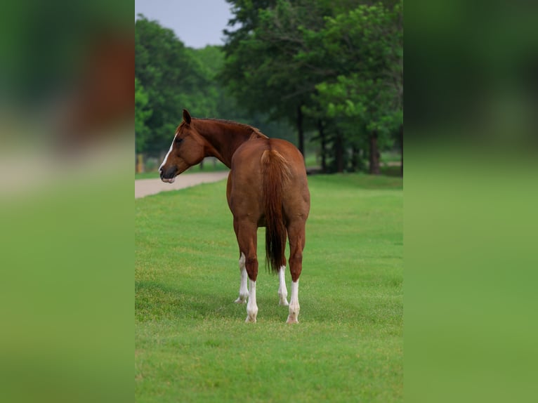 American Paint Horse Giumenta 15 Anni Sauro scuro in Forney