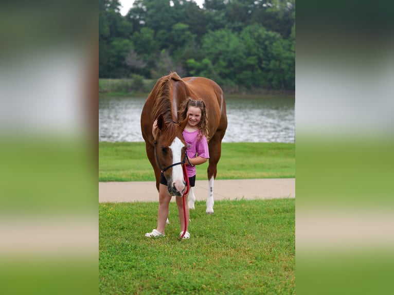 American Paint Horse Giumenta 15 Anni Sauro scuro in Forney