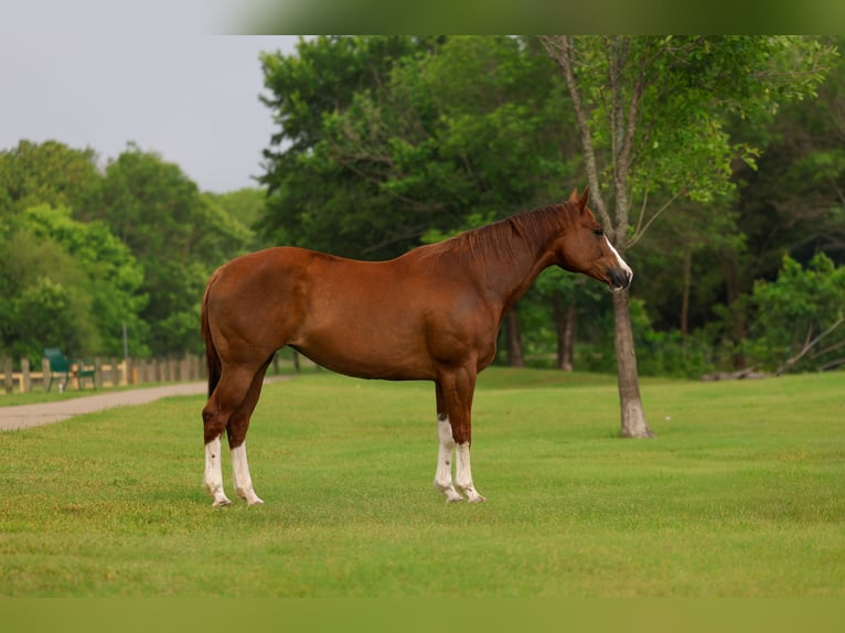 American Paint Horse Giumenta 15 Anni Sauro scuro in Forney