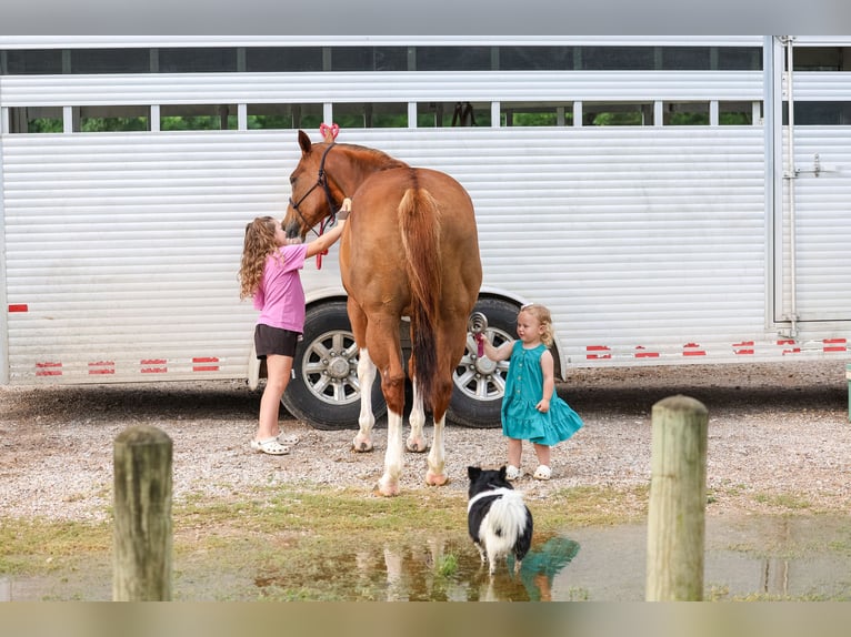 American Paint Horse Giumenta 15 Anni Sauro scuro in Forney