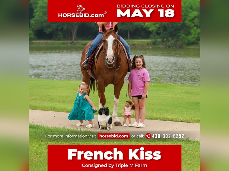American Paint Horse Giumenta 15 Anni Sauro scuro in Forney