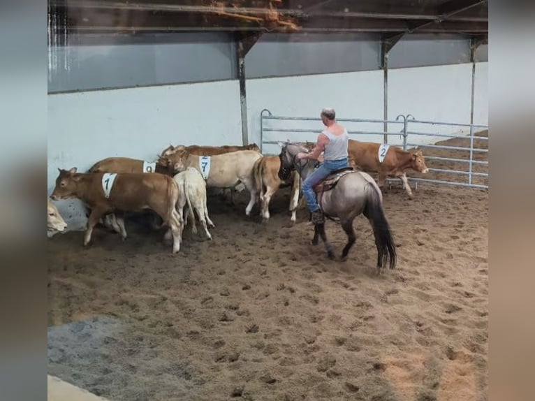 American Paint Horse Giumenta 16 Anni 150 cm Grullo in Maria Hoop