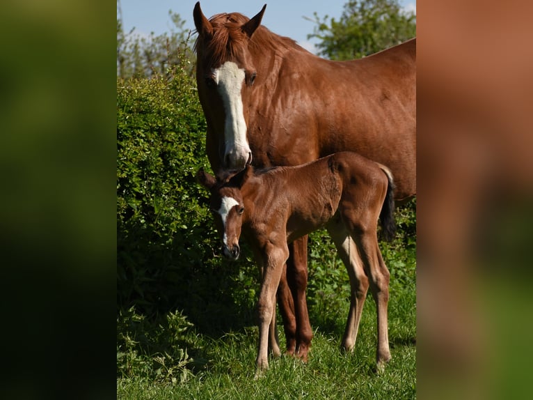 American Paint Horse Giumenta 16 Anni 150 cm Sauro in Angeren