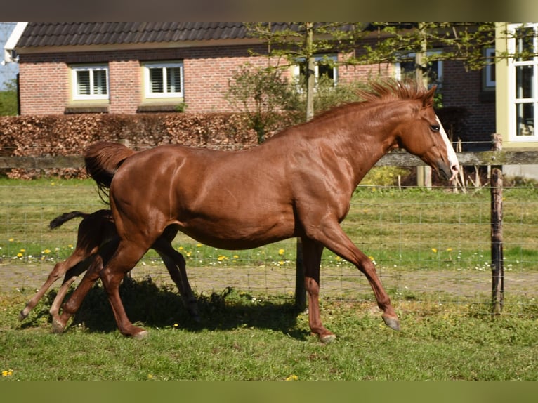 American Paint Horse Giumenta 16 Anni 150 cm Sauro in Angeren
