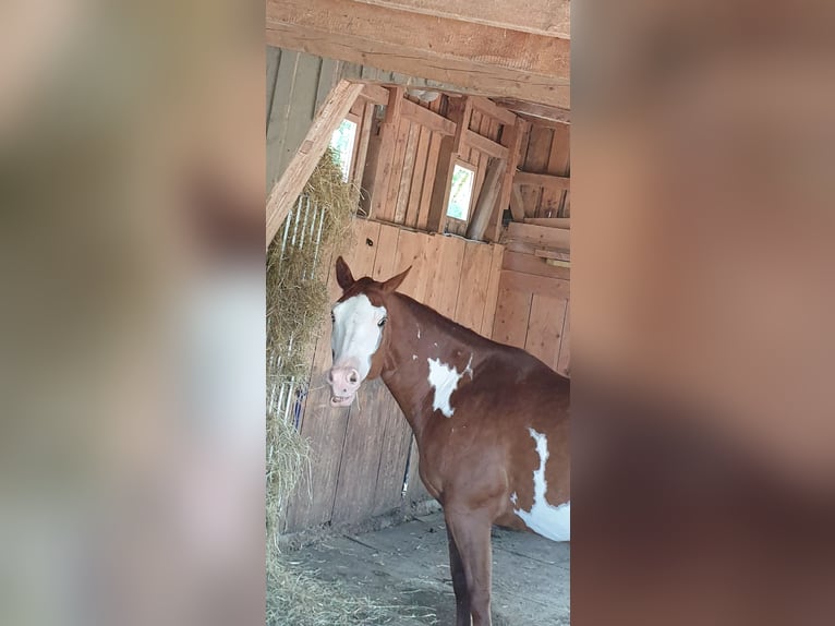 American Paint Horse Giumenta 16 Anni 154 cm Overo-tutti i colori in Memmingen