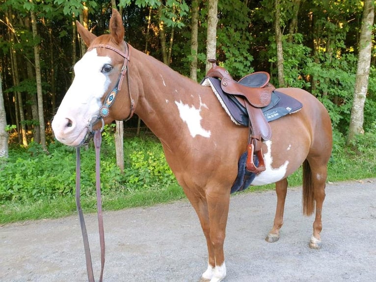 American Paint Horse Giumenta 16 Anni 154 cm Overo-tutti i colori in Memmingen