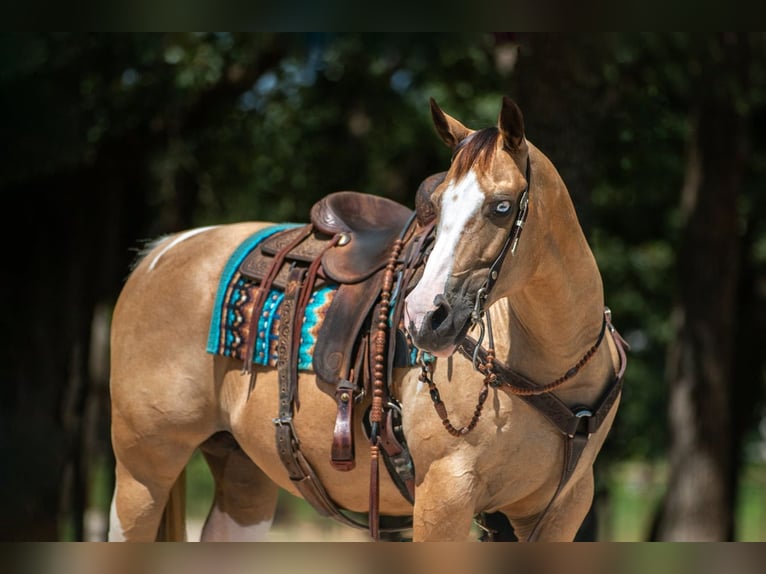 American Paint Horse Giumenta 16 Anni Pezzato in Argyle
