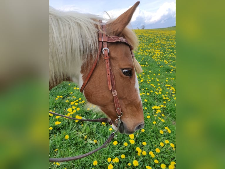 American Paint Horse Giumenta 17 Anni 154 cm Tobiano-tutti i colori in Rheinbach
