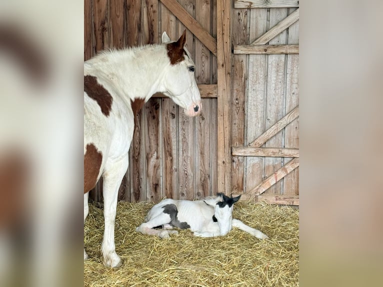 American Paint Horse Giumenta 18 Anni 158 cm Tobiano-tutti i colori in Elterlein