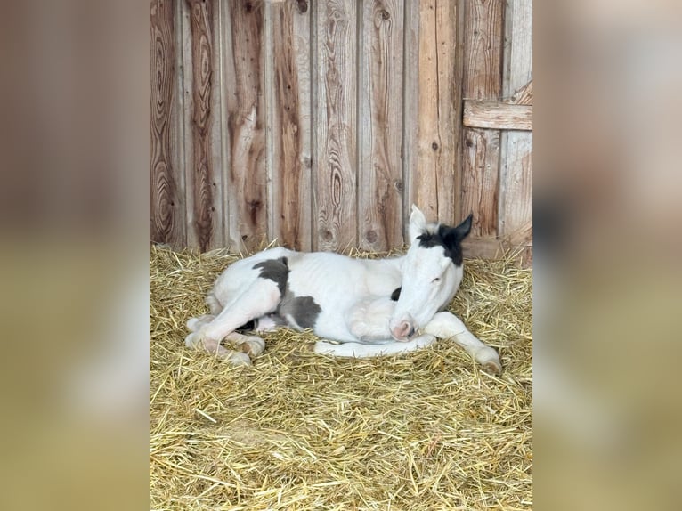 American Paint Horse Giumenta 18 Anni Tobiano-tutti i colori in Elterlein