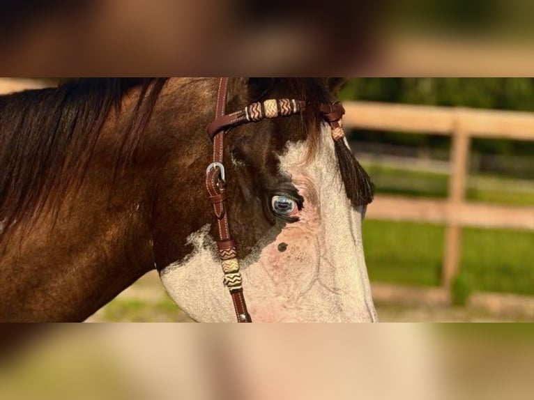 American Paint Horse Giumenta 19 Anni 142 cm Tobiano-tutti i colori in Bronson