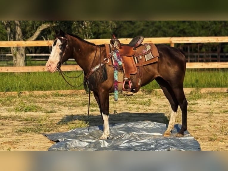 American Paint Horse Giumenta 19 Anni 142 cm Tobiano-tutti i colori in Bronson