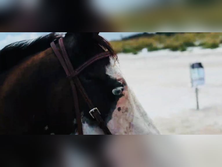 American Paint Horse Giumenta 19 Anni 142 cm Tobiano-tutti i colori in Bronson