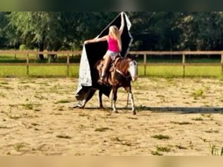 American Paint Horse Giumenta 19 Anni 142 cm Tobiano-tutti i colori in Bronson