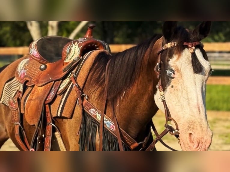American Paint Horse Giumenta 19 Anni 142 cm Tobiano-tutti i colori in Bronson