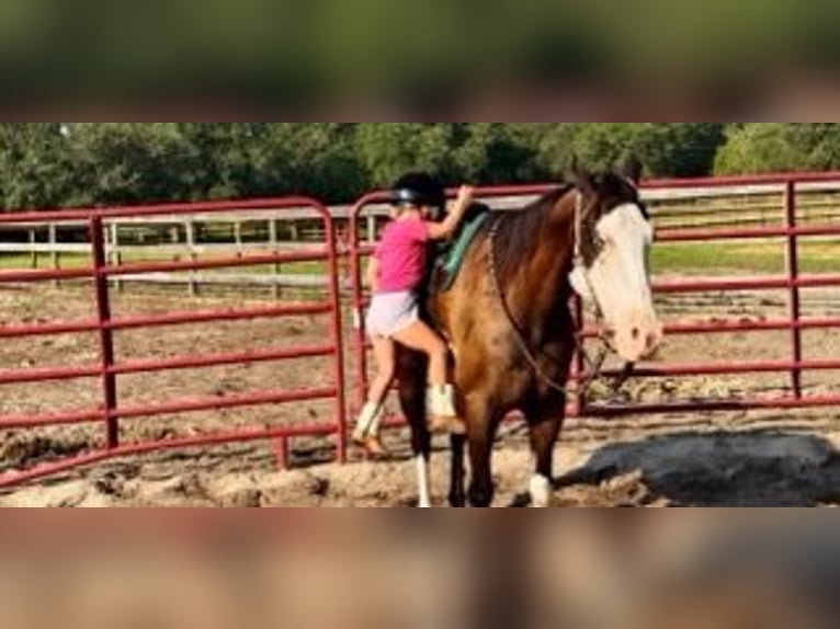 American Paint Horse Giumenta 19 Anni 142 cm Tobiano-tutti i colori in Bronson