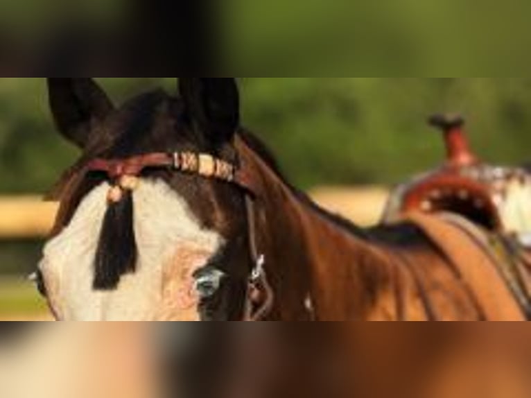 American Paint Horse Giumenta 19 Anni 142 cm Tobiano-tutti i colori in Bronson