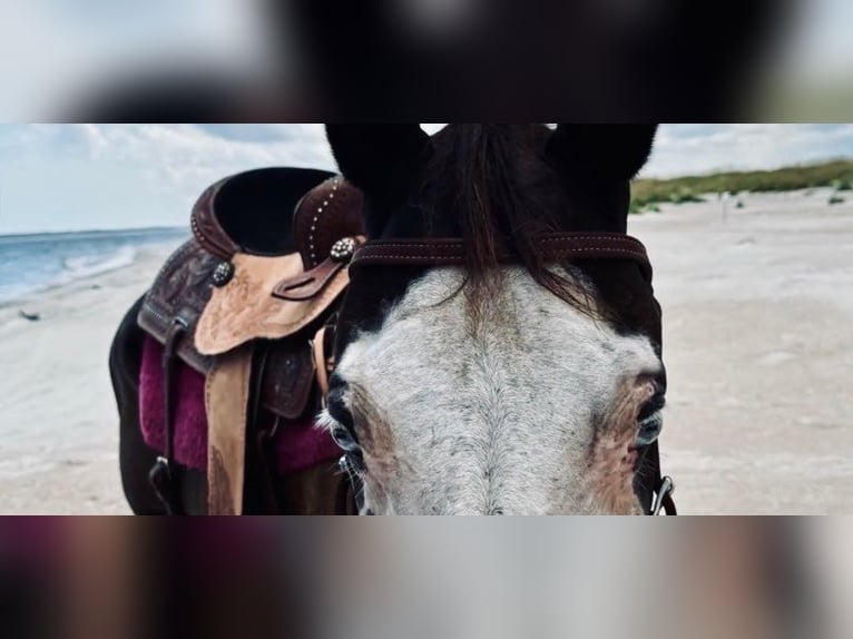 American Paint Horse Giumenta 19 Anni 142 cm Tobiano-tutti i colori in Bronson