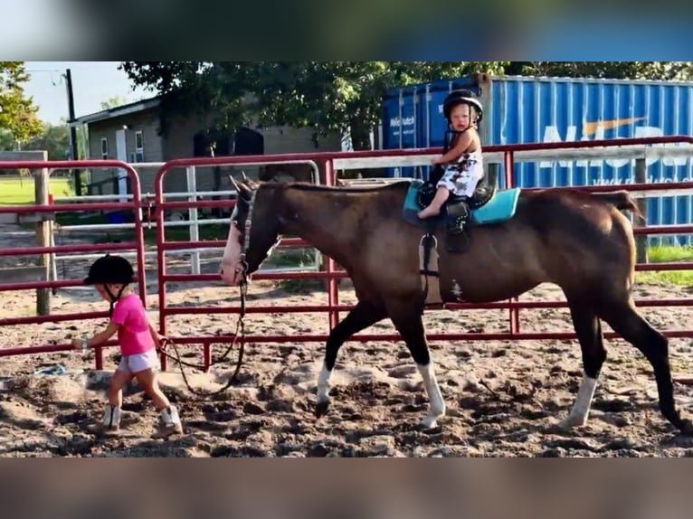 American Paint Horse Giumenta 19 Anni 142 cm Tobiano-tutti i colori in Bronson